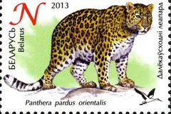 Amur Leopard in natural habitat