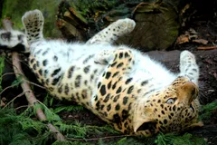 Amur Leopard in natural habitat