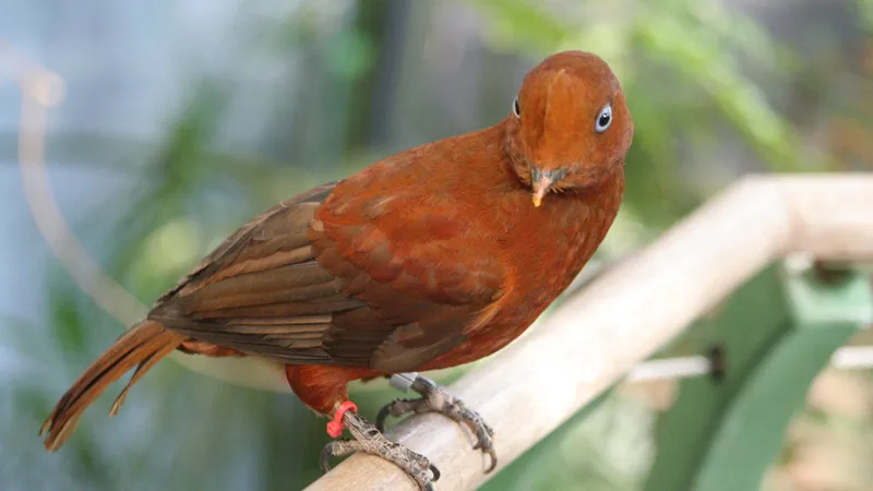 Andean Cock-of-the-Rock (Rupicola peruvianus) in native wild habitat