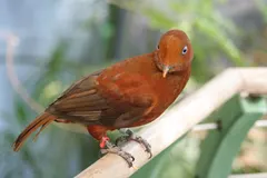 Andean Cock-of-the-Rock (Rupicola peruvianus) in native wild habitat