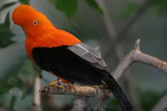 Andean Cock-of-the-Rock (Rupicola peruvianus) in native wild habitat