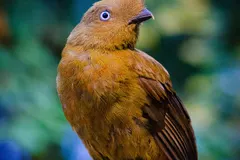 Andean Cock-of-the-Rock (Rupicola peruvianus) in native wild habitat