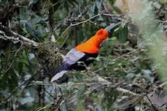 Andean Cock-of-the-Rock (Rupicola peruvianus) in native wild habitat