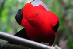 Andean Cock-of-the-Rock (Rupicola peruvianus) in native wild habitat