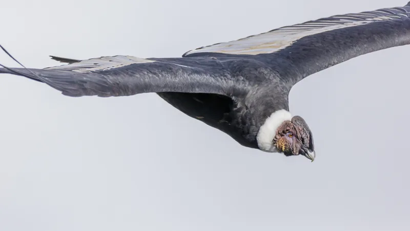 Andean condor soaring overhead with wings fully spread, white collar visible