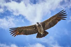 Andean condor gliding against blue sky and clouds with wingtip feathers splayed