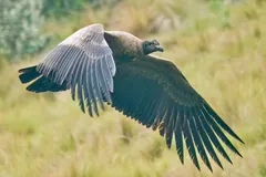 Andean condor in flight low over grassland with white wing patches showing