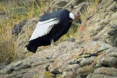 Adult male Andean condor perched on a rock, showing its fleshy comb