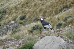 Andean condor perched on a rocky slope among tussock grass