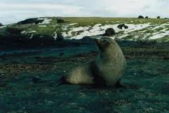 Antarctic Fur Seal