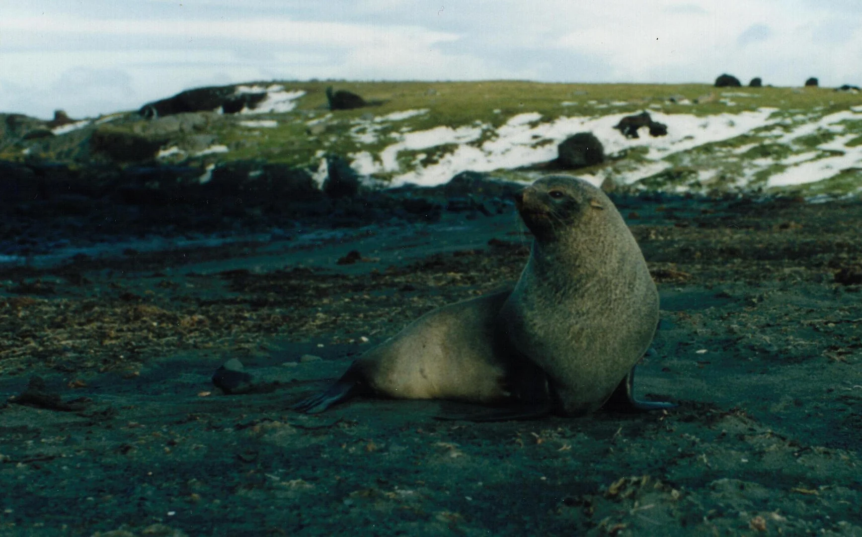 Antarctic Fur Seal