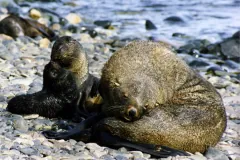 en:Antarctic Fur Seals at South Georgia Island The was taken by Brocken Inaglory. The is a scan of a