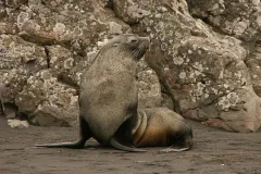 A male antarctic fur seal Arctocephalus gazella on King George Island, Antarctica