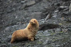 This blond fur seal (Arctocephalus gazella) has a condition called albinism that results in reduced