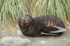 At Salisbury Plain, South Georgia.
