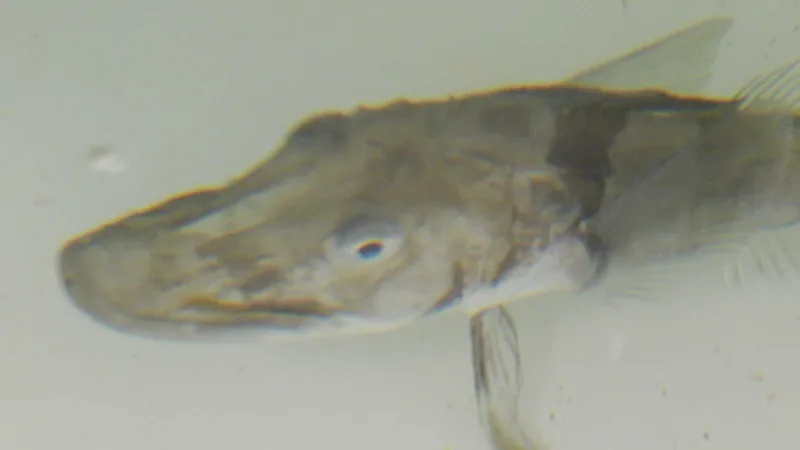 Live blackfin icefish, a close relative, seen from above in a pale holding tank at Palmer Station
