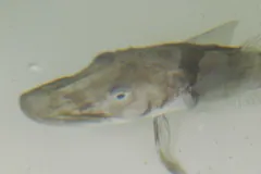 Antarctic Icefish