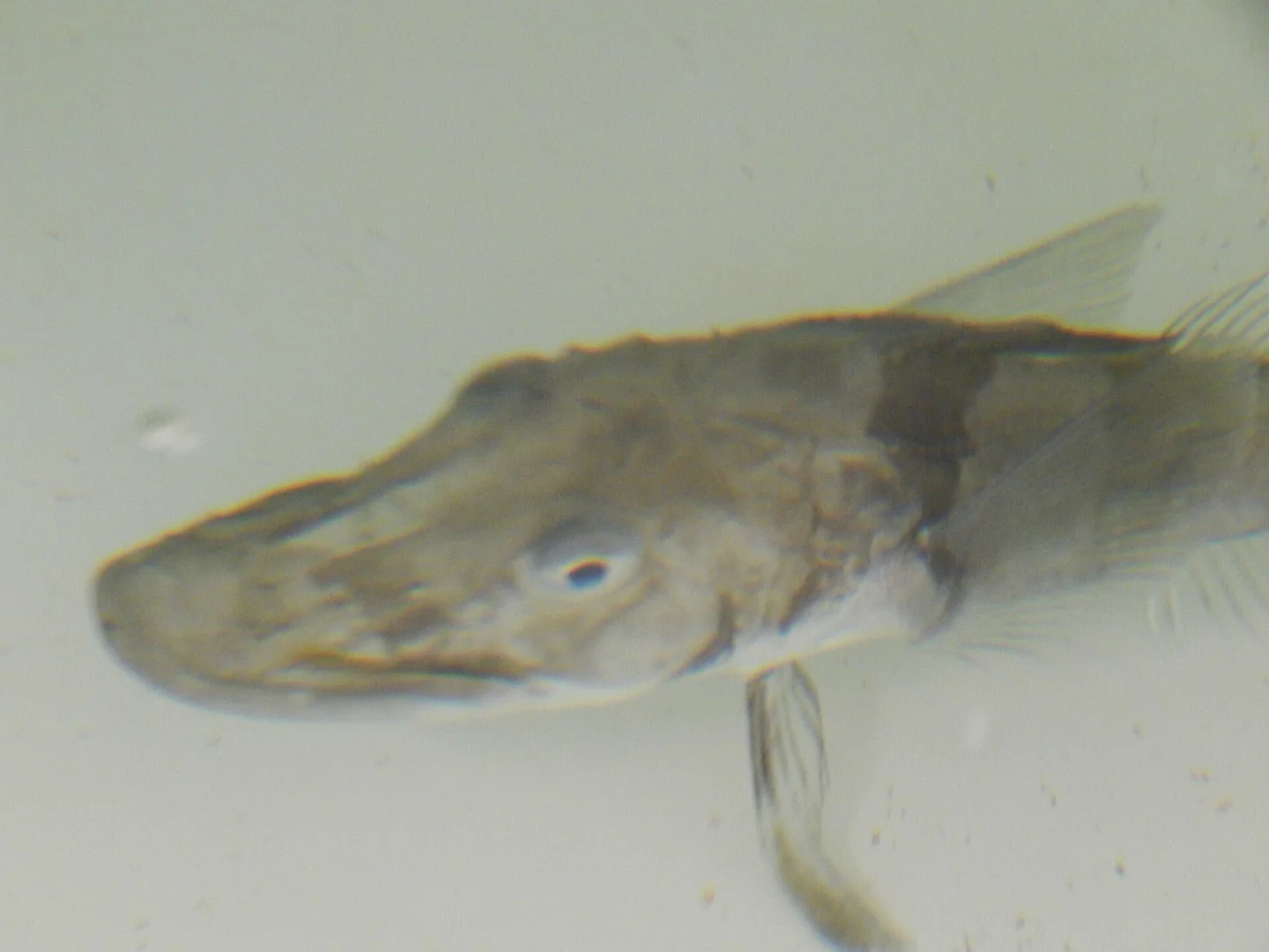 Antarctic Icefish