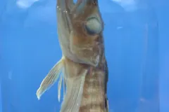 Mackerel icefish specimen seen head-on, with a large clouded eye and pale fins