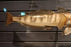 Mackerel icefish specimen with dark bars along its pale body and spiny dorsal fins, on display at an exhibition
