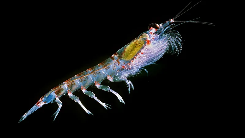 Translucent Antarctic krill against black water, black eye and a green tinge within