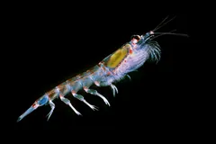 Translucent Antarctic krill against black water, black eye and a green tinge within