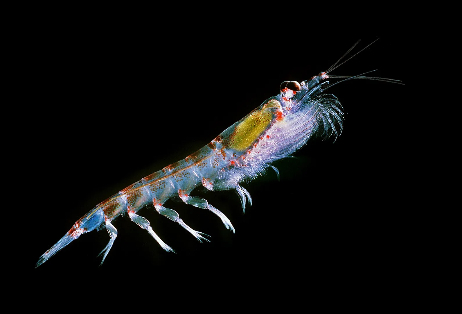 Translucent Antarctic krill against black water, black eye and a green tinge within