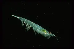 Single krill lit against black water, swimming legs and feathery mouthparts extended