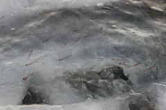 Dozens of orange-pink krill swimming through slushy water between plates of ice
