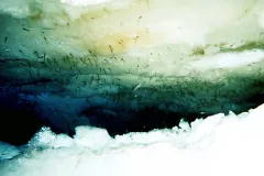 Krill gathered in a dense band along the underside of pale sea ice