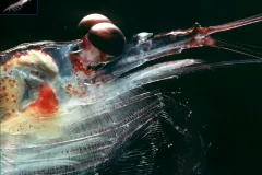 Close-up of a krill's head, two stalked compound eyes above a fan of filtering legs