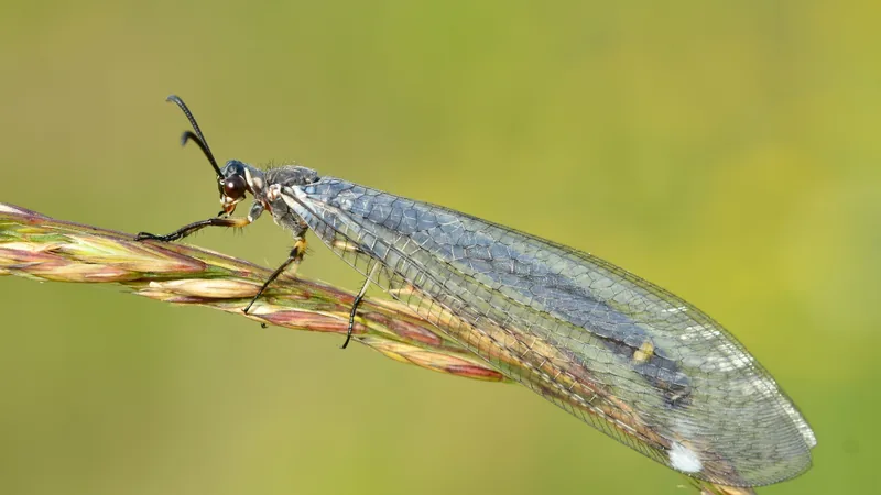 Adult antlion with long clear wings resting on a grass stem