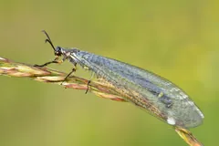 Antlion