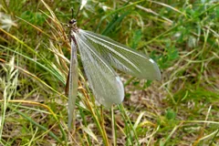 Adult antlion perched among green grass blades
