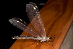 Adult antlion with spread, finely veined wings on a wooden rail