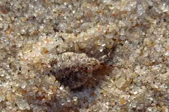 Antlion larva camouflaged in fine sand
