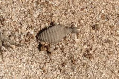 Antlion larva with a round, bristly body and curved jaws on fine sand
