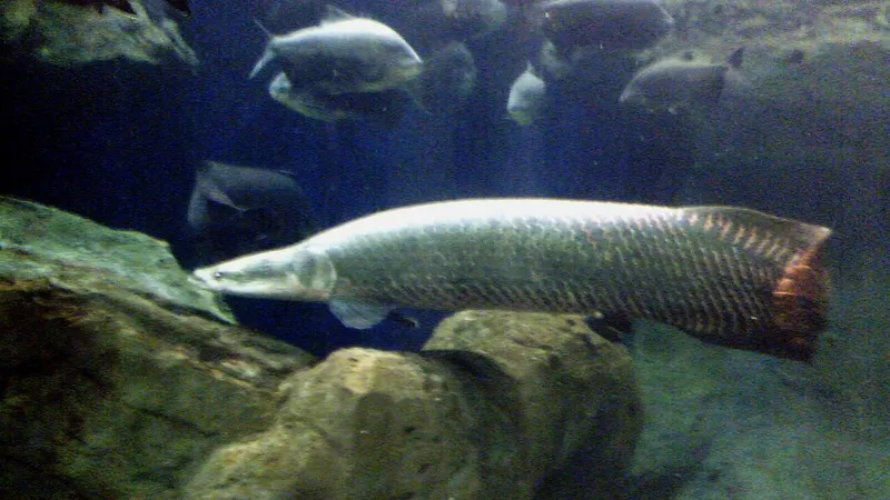 Arapaima (Arapaima gigas) in wild river freshwater habitat