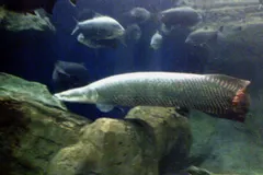 Arapaima (Arapaima gigas) in wild river freshwater habitat