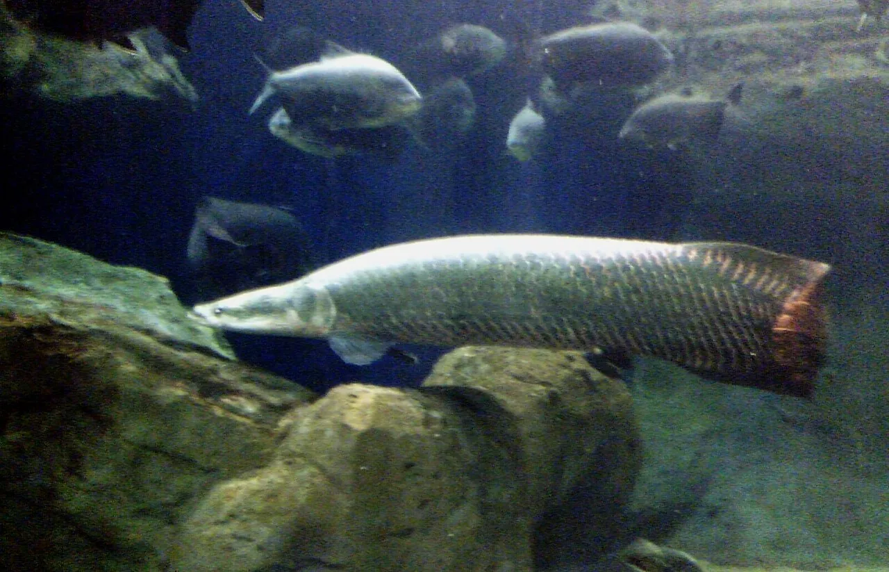 Arapaima (Arapaima gigas) in wild river freshwater habitat