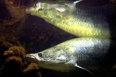Arapaima (Arapaima gigas) in wild river freshwater habitat