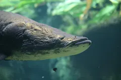 Arapaima (Arapaima gigas) in wild river freshwater habitat