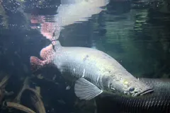 Arapaima (Arapaima gigas) in wild river freshwater habitat
