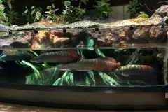 Arapaima (Arapaima gigas) in wild river freshwater habitat