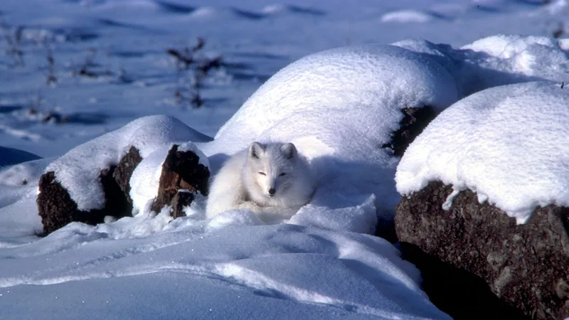 Arctic Fox in natural habitat