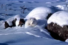 Arctic Fox in natural habitat