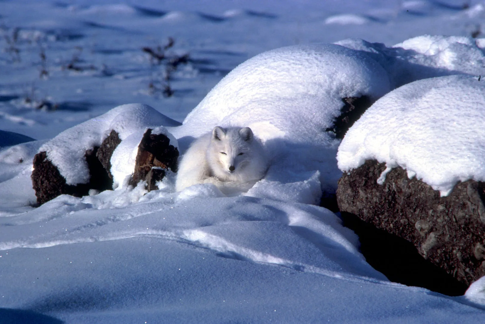 Arctic Fox in natural habitat
