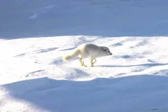 Arctic Fox in natural habitat