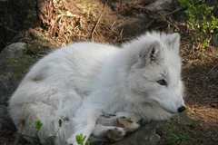 Arctic Fox in natural habitat