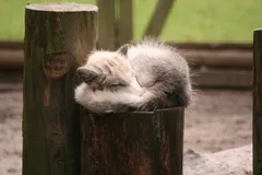 Arctic Fox in natural habitat